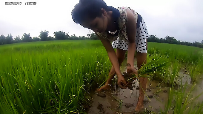 Levendige Aziatische Vrouw In Het Veld Van De Paddy